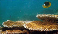 Corals