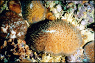 Reef