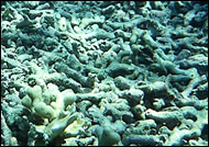 Dead coral