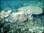 Damaged coral